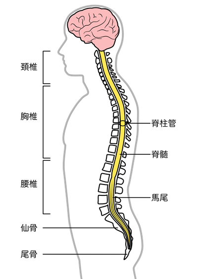 脊椎とは