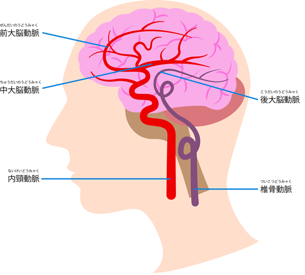 椎骨動脈の役割